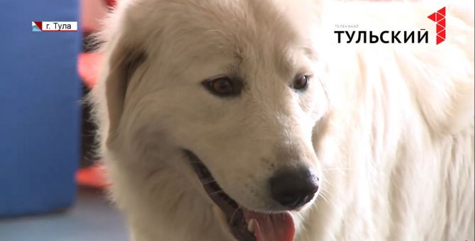 Четвероногий «волкодав» Белла из Тулы готовится к мировому первенству в Мадриде