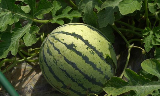 Арбузы средней полосы: как тулячка вырастила на своей даче экзотические фрукты и ягоды