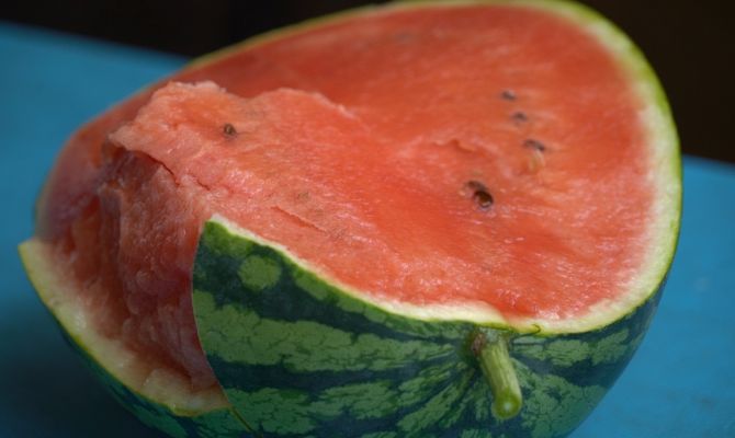 Агро-эксперимент: тулячка вырастила астраханский арбуз в условиях средней полосы