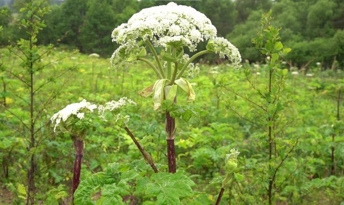 Специалисты раскрыли секрет живучести борщевика