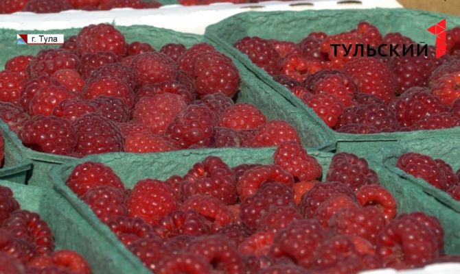 Из-за теплой погоды сезон сбора ремонтантных ягод в Тульской области продлился на 3 недели