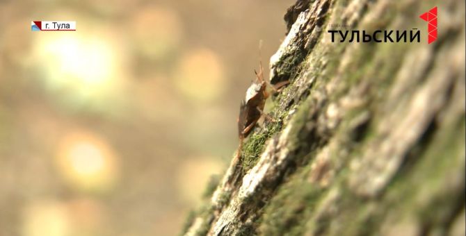 Клопы-кровопийцы или безобидные «жучки»: что за насекомые появились в Туле