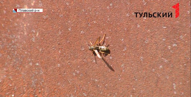 Пчелы облепили голову, шею и ноги мужчины: подробности трагедии в Тульской области