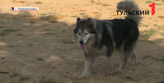 В Тульской области станет больше площадок для выгула собак