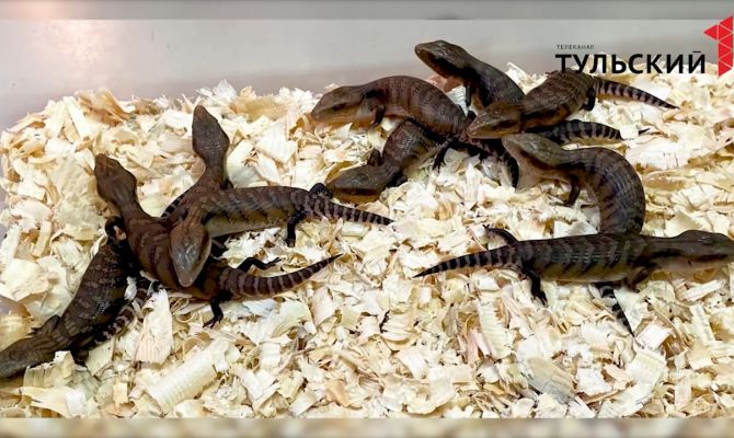 Экзотариум приглашает туляков на знакомство со сцинками 