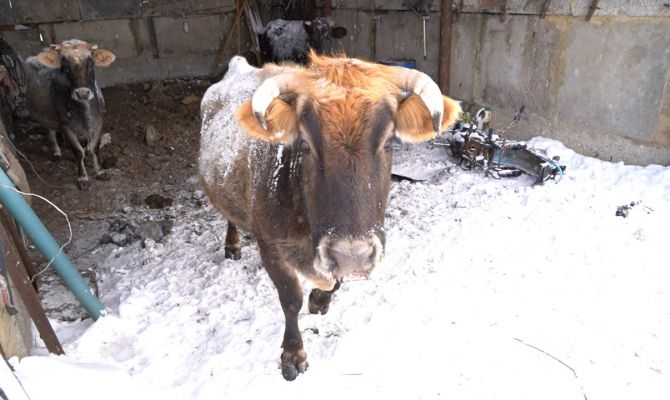 В деревне под Тулой умирает стадо животных