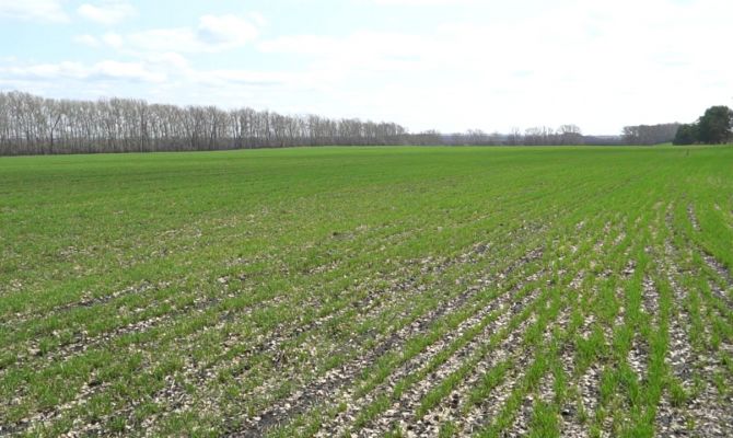 Тульские ученые нашли способ выращивать качественное зерно на территории Нечерноземья