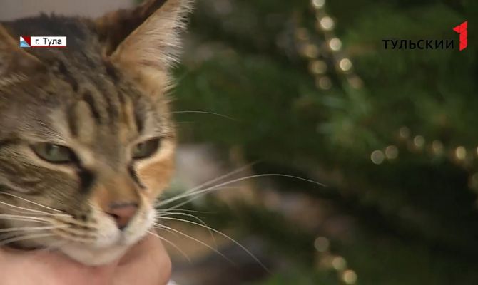 Каков новогодний дождик на вкус: тульские ветклиники готовятся к наплыву пушистых пациентов