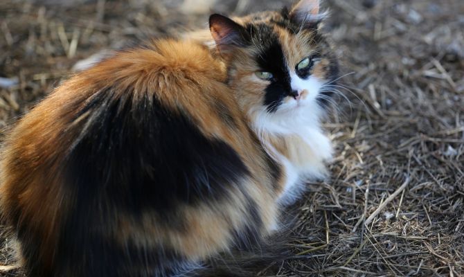 Жителя Новомосковска обвинили в истязании до смерти 18 кошек