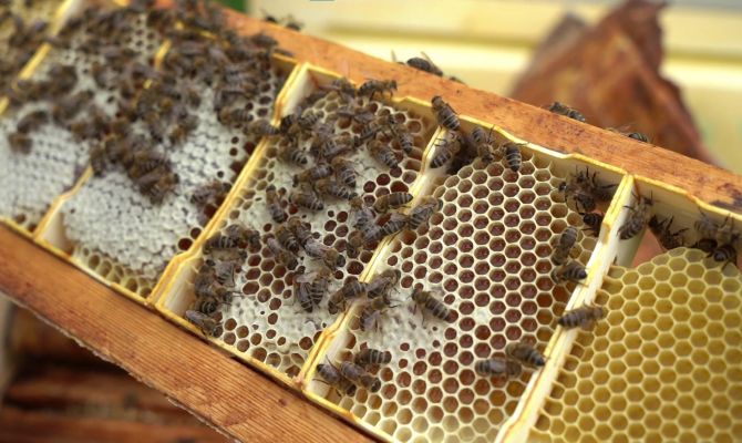 Без канцерогенов и с маркировкой: как тулякам отличить настоящий мед от фальсификата