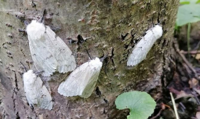 "Экобомба замедленного действия": в Туле ожидается нашествие непарного шелкопряда