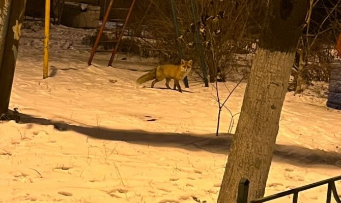 Жители поселка Заокский встретили лису на детской площадке