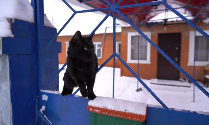 Пенсионерка расчленила жену внука: стали известны подробности убийства под Богородицком