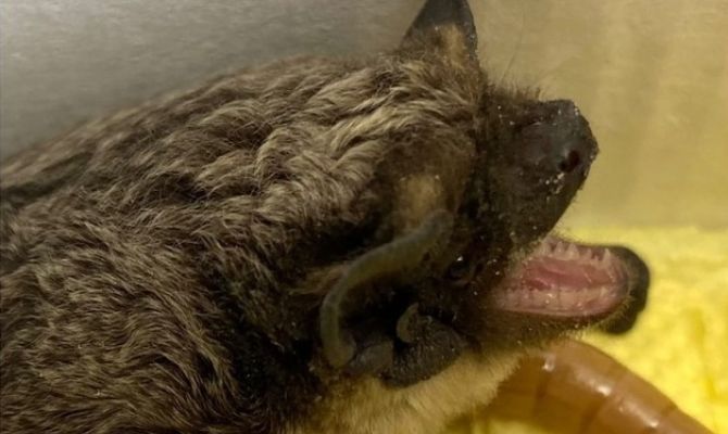 Тулячка обнаружила в своей квартире летучую мышь