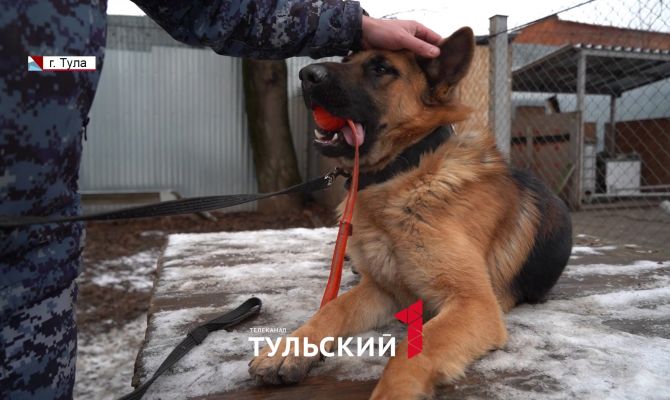 ПТСР у собак: как лечат животных после службы в зоне СВО