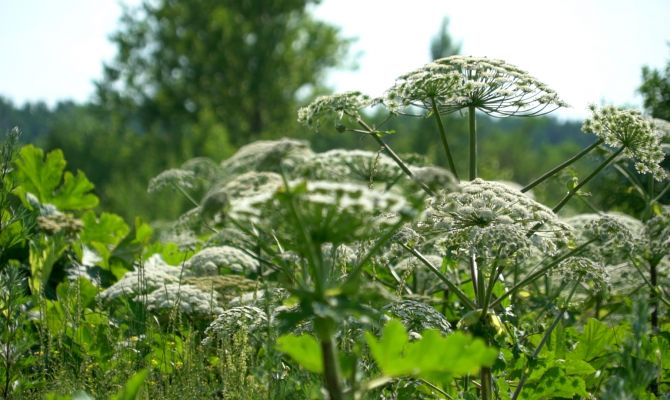 В середине октября в Большой Туле окашивали засохший борщевик