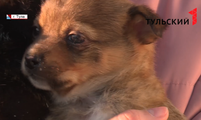 В Туле волонтеры собирают корм и лекарства для брошенных животных