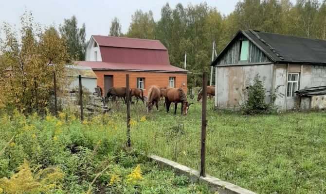При каких условиях туляки могут завести коня на даче