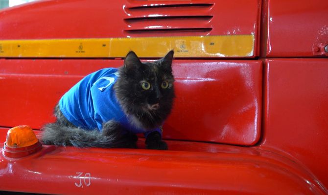 В Туле кошек начали устраивать на работу