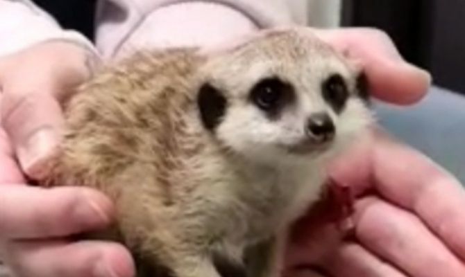 Тульские ветеринары спасли месячного суриката со сломанной лапой