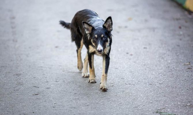 С начала 2022 года в Тульской области обнаружили 4 случая бешенства