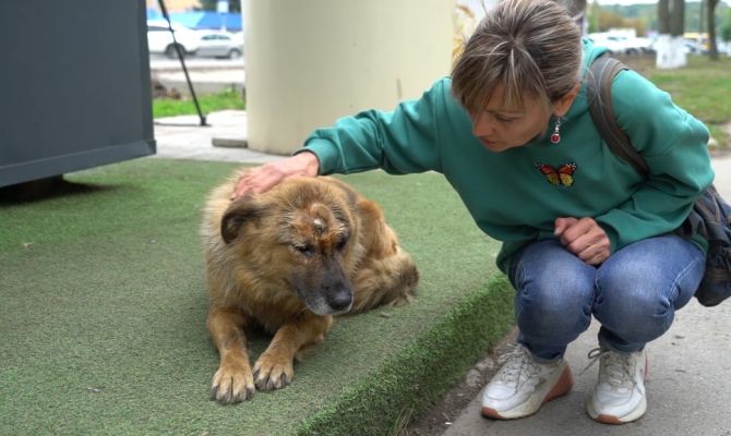 В Щекино спасли дворняжку с огнестрельными ранениями
