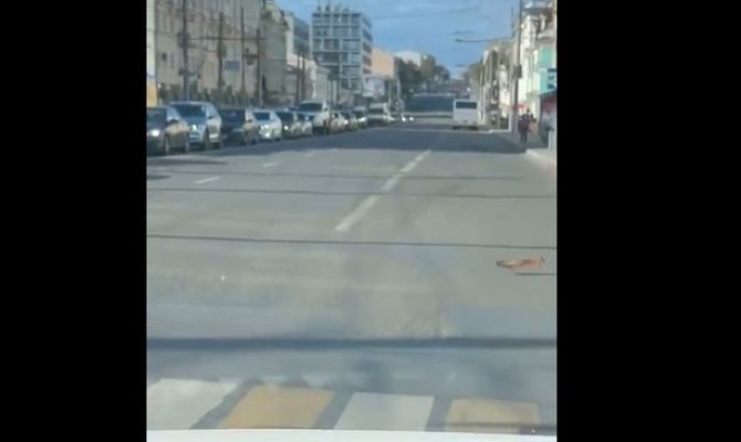 Белка заблудилась на проспекте Ленина в Туле