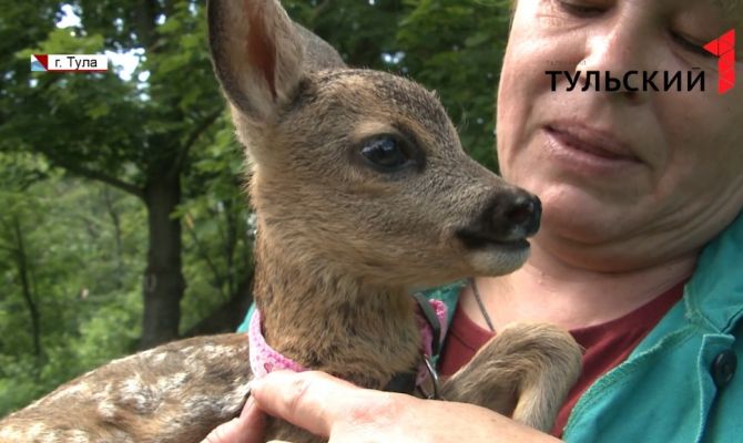 Бэмби по-тульски: в зооуголке Центрального парка появился малыш-косуленок