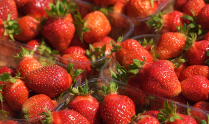 Фермеры раскрыли причину водянистого вкуса клубники