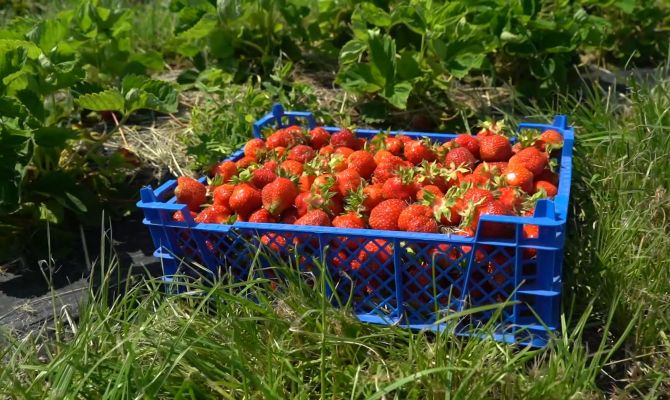 Как поздний сбор тульской клубники повлияет на ее цену
