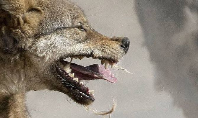 Роспотребнадзор напомнил о напряженной ситуации по бешенству