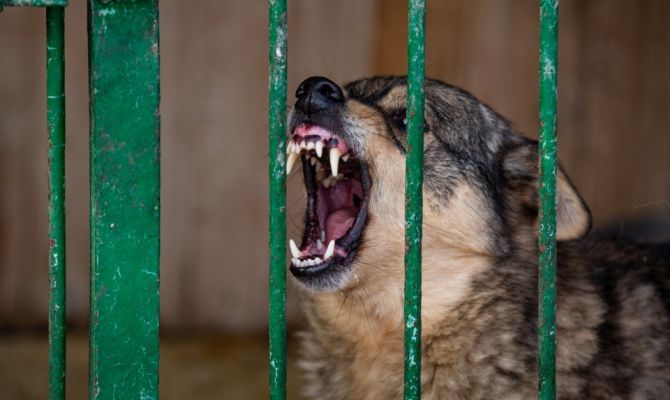В Тульской области объявили карантин из-за вспышки бешенства животных