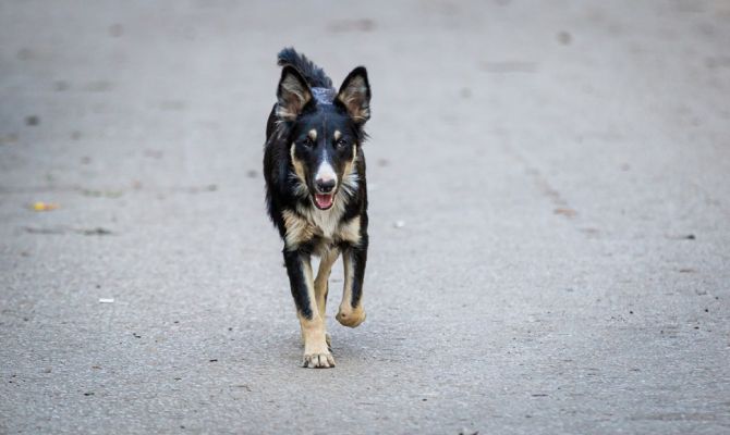 В Донском домашняя собака покусала ребенка