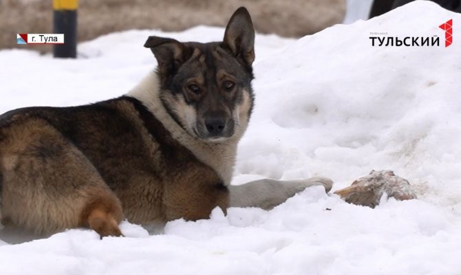 Жителей Тулы атакуют стаи бездомных собак