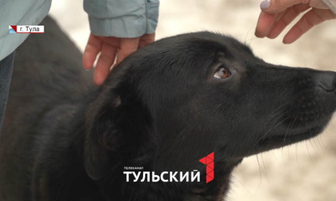 Пострадавшей от догхантеров в Щекине собаке ищут хозяев