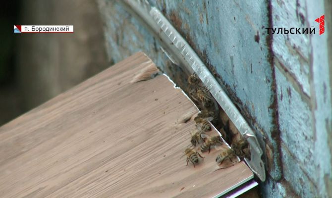 В тульском поселке на дачников напали пчелы: женщина попала в больницу