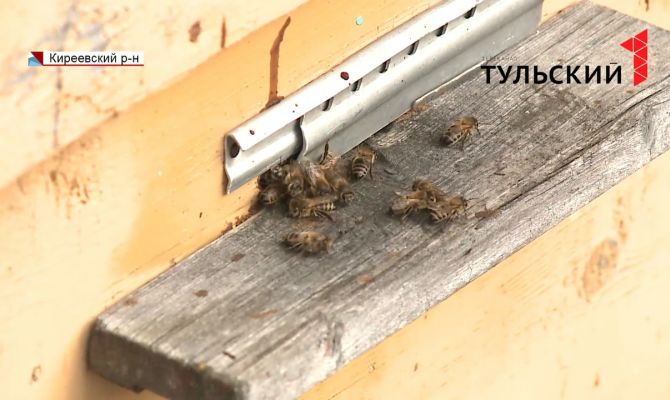 В Тульской области из-за аномально теплого марта проснулись пчелы