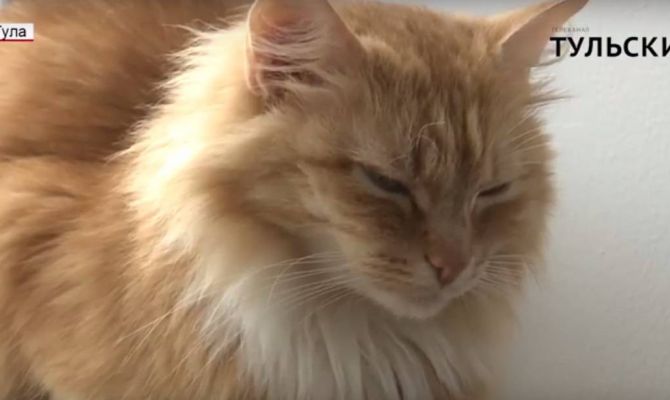 8 августа отмечается Всемирный день кошек. РЕПОРТАЖ