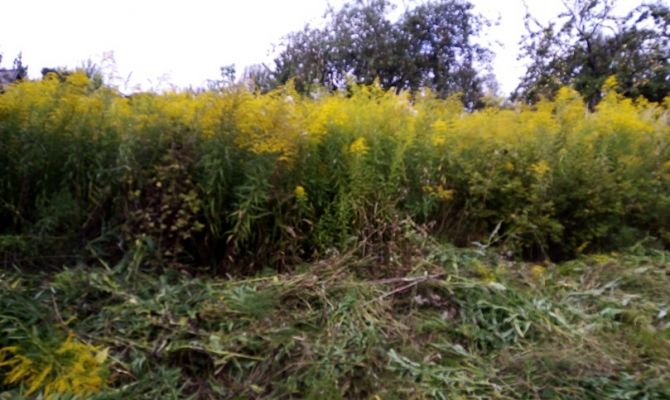 У жителя Тульской области изъяли заросший сорняками участок