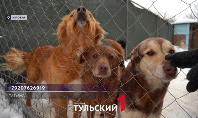 В Узловой щенка засунули в мешок и бросили на морозе