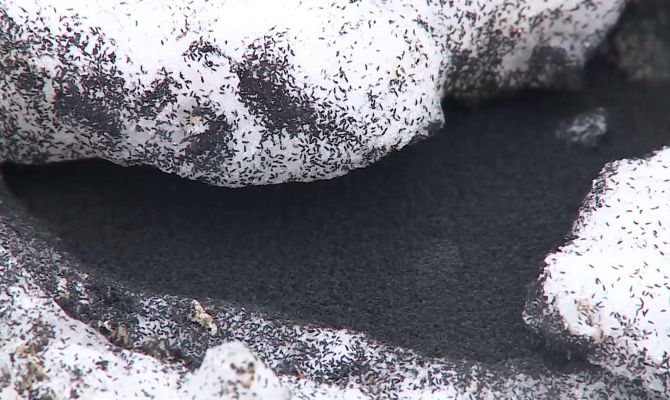 Под Тулой обнаружены снежные блохи