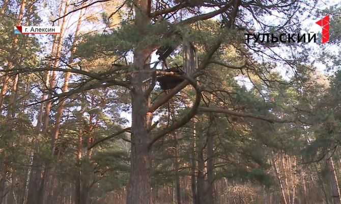 Какая судьба ждет алексинский сосновый бор