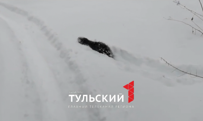 На заснеженной границе Тульской области заметили гуляющего бобра