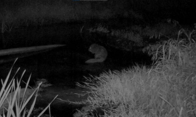 Бобр попал на видео на границе Тульской области