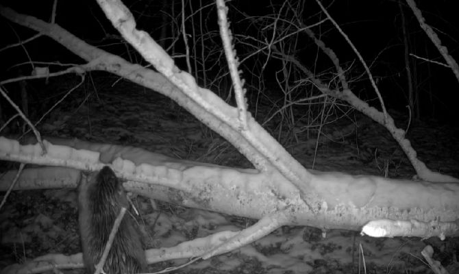 На границе Тульской и Калужской областей заметили бобра