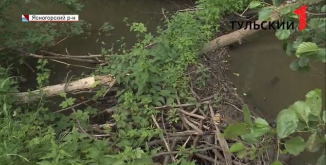 Между ясногорскими дачниками из-за бобров развязалась «война»