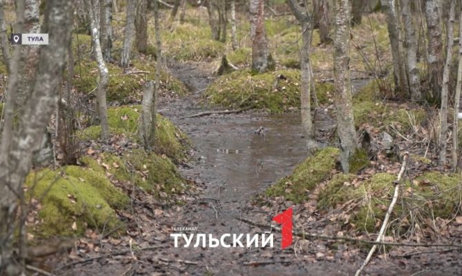 На тысячелетнем болоте под Тулой создадут экотропы для туристов