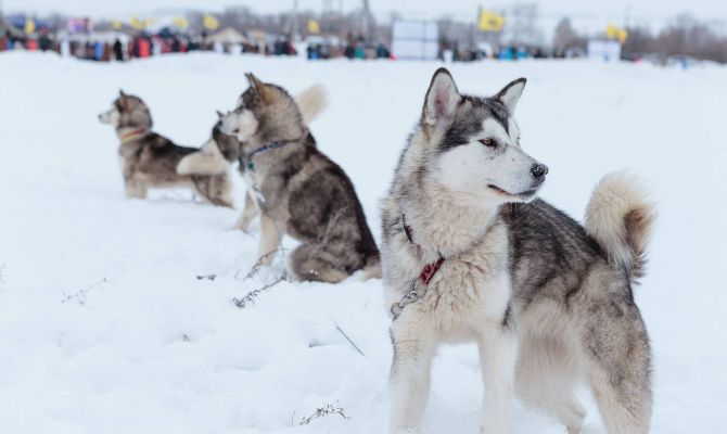 Тульские хаски посоревнуются на Куликовом поле