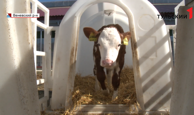 В одной из ферм под Веневом корова родила сразу двух телят