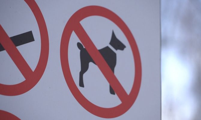 В Туле собака покусала ребёнка